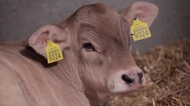 Şirin, küçük bir inek. Braunschwitz dana eti. Yavru inek, yaklaş..