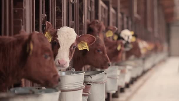 Bela Vaca Perto Bezerro Vaca Braunschwitz Bebê Vaca Perto — Vídeo de Stock