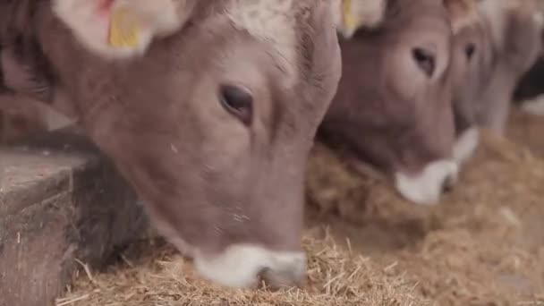 Bonita Vaca Cerca Ternero Vaca Braunschwitz Vaca Bebé Cerca — Vídeos de Stock