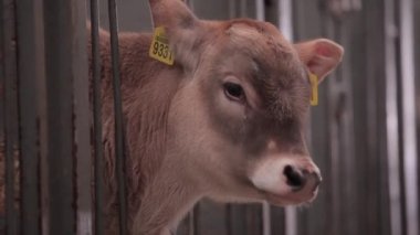 Şirin, küçük bir inek. Braunschwitz dana eti. Yavru inek, yaklaş..