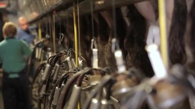 Otomatik inek sağma. Süt çiftliğinde inek sağma işlemi. Çiftlikte otomatik inek sağma.