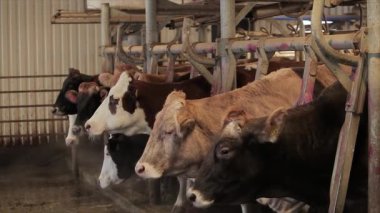 Ahırda bir sürü inek var. Bir sürü Brunschwitz ineği ahırda. İnekler ahırda saman yerler. Braunschwitz inekleriyle dolu büyük, modern bir ahır..