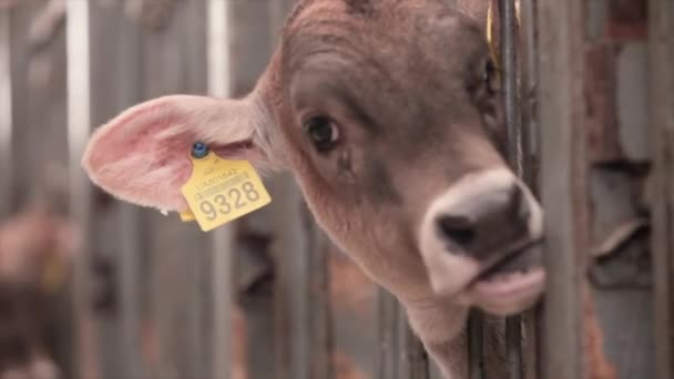 Young Cows Cow Farm Calves Farm Cute Cow Calves Dairy — Stok video