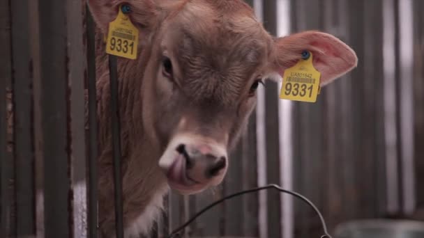 Πολλές Αγελάδες Στον Αχυρώνα Πολλές Αγελάδες Μπρούνσβιτζ Στο Στάβλο Αγελάδες — Αρχείο Βίντεο