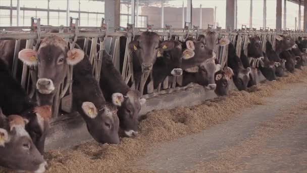 Muchas Vacas Granero Muchas Vacas Brunschwitz Establo Las Vacas Comen — Vídeos de Stock