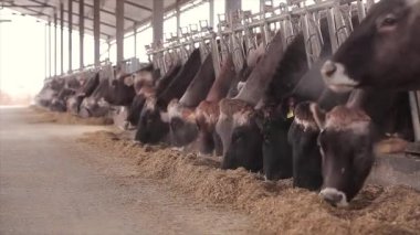 Ahırda bir sürü inek var. Bir sürü Brunschwitz ineği ahırda. İnekler ahırda saman yerler. Braunschwitz inekleriyle dolu büyük, modern bir ahır..