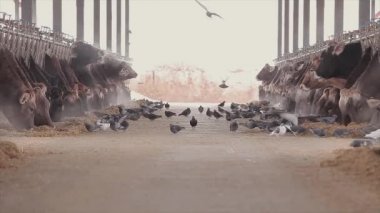 Büyük ahır. Büyük, parlak bir ahır. Çiftlik sütü üretiyor. Güvercinler ahırda inekler için yemek yerler..