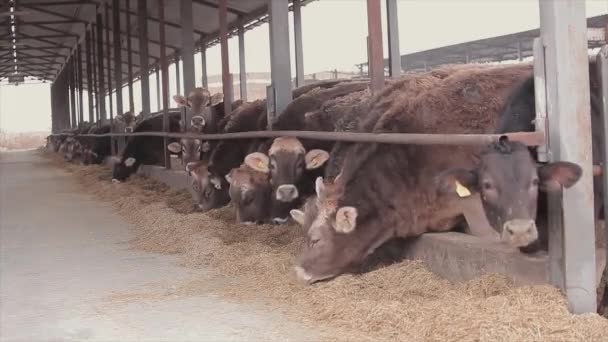 Beaucoup Vaches Dans Grange Beaucoup Vaches Brunschwitz Dans Une Étable — Video