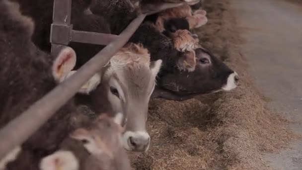 Veel Koeien Schuur Koeien Stal Eten Hooi Grote Moderne Boerderij — Stockvideo