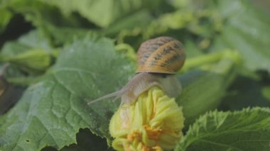 Helix Aspersa Maxima çimlerde. Helix Aspersa Muller doğal ortamında. Salyangoz çiftliği