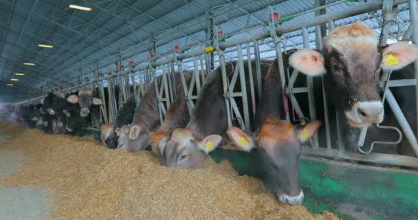 Veel Koeien Schuur Veel Brunschwitz Koeien Een Koeienstal Koeien Eten — Stockvideo