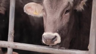 Ahırda bir sürü inek var. Bir sürü Brunschwitz ineği ahırda. İnekler ahırda saman yerler. Braunschwitz inekleriyle dolu büyük, modern bir ahır..