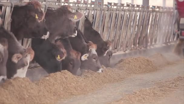 Koeienhoofden Van Dichtbij Braunschwitz Koeienras Leuke Koeien Kijken Naar Camera — Stockvideo