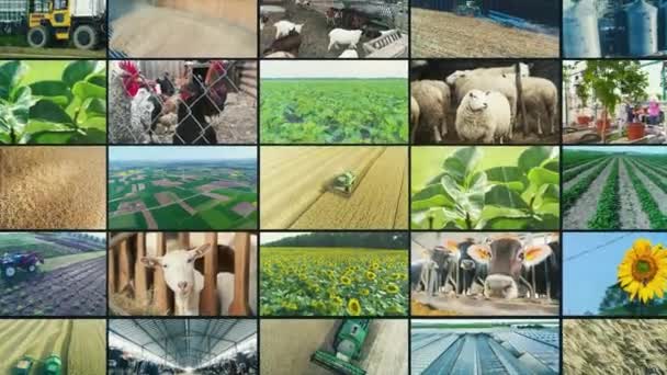 Agricultural Industry Video Wall Agricultural Video Multiscreen Collage Video Clips — Vídeo de stock