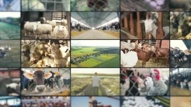 Agriculture Split Screen Farm Animals Livestock Split Screen Video Farm — Vídeo de Stock