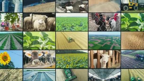 Parede Vídeo Indústria Agrícola Vídeo Agrícola Multiscreen Colagem Clipes Vídeo — Vídeo de Stock