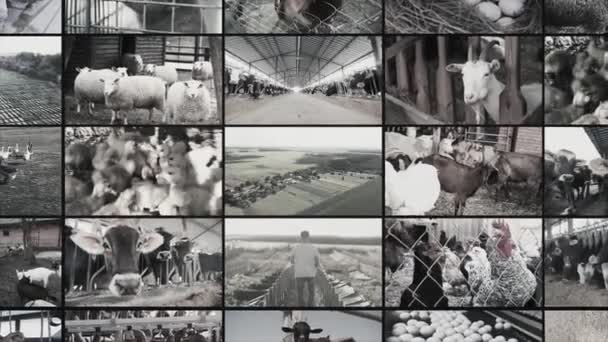 Agricultura Tela Dividida Animais Criação Pecuária Vídeo Split Screen Fazenda — Vídeo de Stock