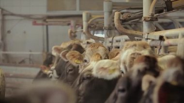 Otomatik inek sağma. Süt çiftliğinde inek sağma işlemi. Çiftlikte otomatik inek sağma.
