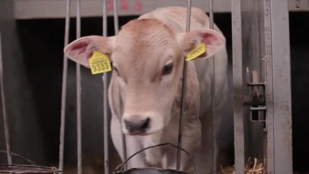 Muchas Vacas Granero Muchas Vacas Brunschwitz Establo Las Vacas Comen — Vídeo de stock
