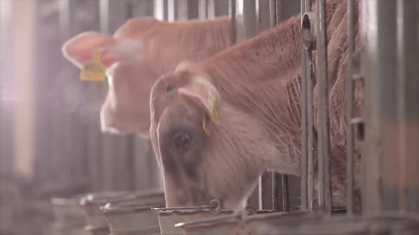 Young Cows Cow Farm Calves Farm Cute Cow Calves Dairy — 비디오