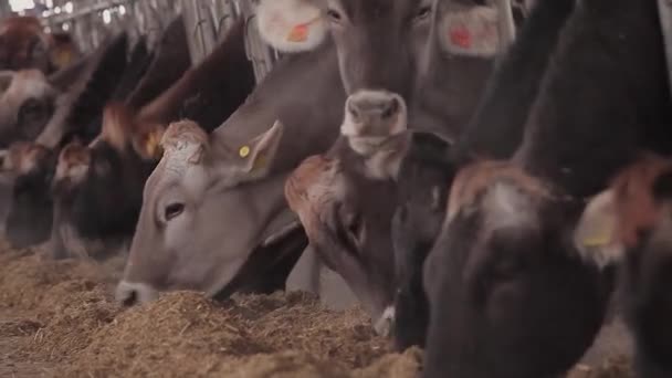 Muchas Vacas Granero Muchas Vacas Brunschwitz Establo Las Vacas Comen — Vídeos de Stock