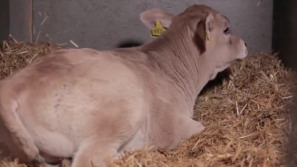 納屋には牛がたくさんいる 牛小屋にいる多くのブルンズウィッツ牛 牛は納屋で干し草を食べる 大規模な近代的な牛とともにBraunschwitz牛 — ストック動画