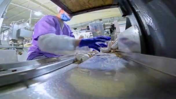 Operaio Trasportatore Stende Gelato Produzione Gelato Fabbrica Lavora Sul Trasportatore — Video Stock