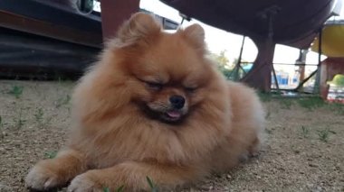 Spitz close-up. Little cute dog close-up. cute pomeranian close-up.