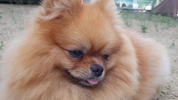 Spitz Close Little Cute Dog Close Cute Pomeranian Close — Stock video
