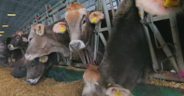 牛は納屋で干し草を食べる 牛を食べる干し草を閉じるまで 納屋には牛がたくさんいる 牛小屋にいる多くのブルンズウィッツ牛 — ストック動画