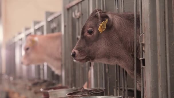 Pěkná Malá Kráva Zblízka Braunschwitzovo Tele Malá Kráva Zblízka — Stock video