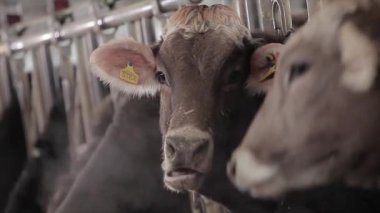 İneklerin kafaları yakın plan. Braunschwitz inek cinsi. Şirin inekler kameraya yakından bakar. Braunschwitz inekleri çiftlikte.