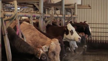 Ahırda bir sürü inek var. Bir sürü Brunschwitz ineği ahırda. İnekler ahırda saman yerler. Braunschwitz inekleriyle dolu büyük, modern bir ahır..