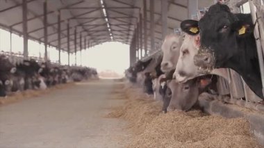 Ahırda bir sürü inek var. Bir sürü Brunschwitz ineği ahırda. İnekler ahırda saman yerler. Braunschwitz inekleriyle dolu büyük, modern bir ahır..