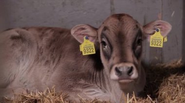 Ahırda bir sürü inek var. Bir sürü Brunschwitz ineği ahırda. İnekler ahırda saman yerler. Braunschwitz inekleriyle dolu büyük, modern bir ahır..