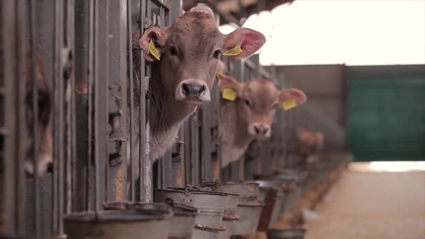 Veel Koeien Schuur Veel Brunschwitz Koeien Een Koeienstal Koeien Eten — Stockvideo