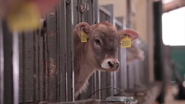 Jonge Koeien Een Koeienboerderij Kalveren Boerderij Leuke Koeienkalveren Een Melkveebedrijf — Stockvideo