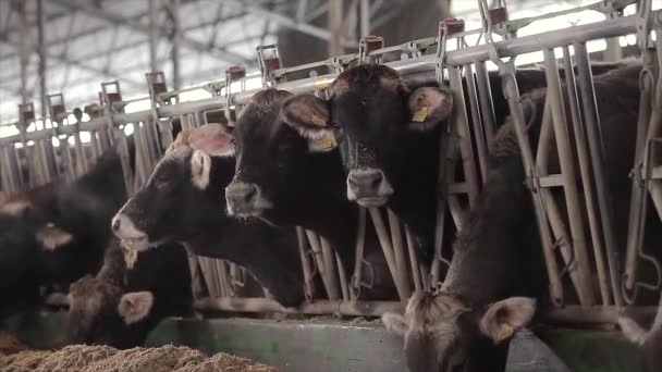 Lots Cows Barn Cows Stall Eating Hay Large Modern Farm — Stock videók