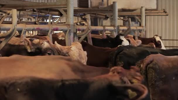 Ordeño Automático Vacas Proceso Ordeño Vacas Una Granja Lechera Ordeño — Vídeo de stock