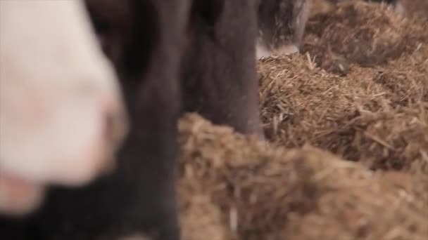 Veel Koeien Schuur Veel Brunschwitz Koeien Een Koeienstal Koeien Eten — Stockvideo