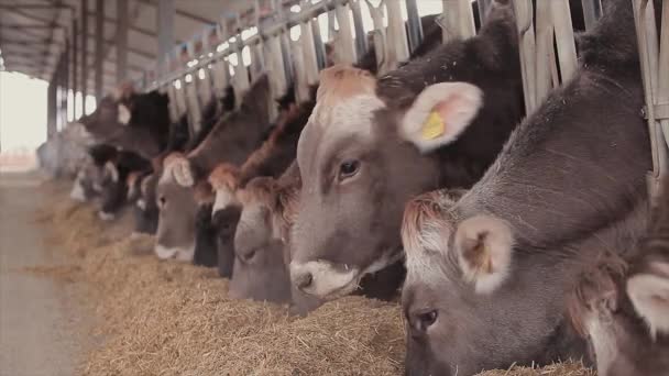 納屋には牛がたくさんいる 牛小屋にいる多くのブルンズウィッツ牛 牛は納屋で干し草を食べる 大規模な近代的な牛とともにBraunschwitz牛 — ストック動画