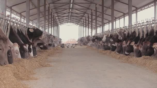 Lots Cows Barn Cows Stall Eating Hay Large Modern Farm — Wideo stockowe