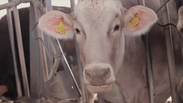 Veel Koeien Schuur Veel Brunschwitz Koeien Een Koeienstal Koeien Eten — Stockvideo