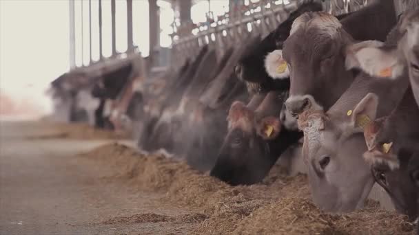 Сарае Полно Коров Коровы Стойле Едят Сено Большая Современная Ферма — стоковое видео