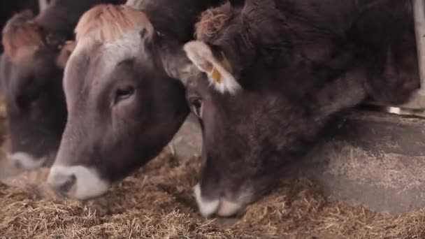 Veel Koeien Schuur Veel Brunschwitz Koeien Een Koeienstal Koeien Eten — Stockvideo