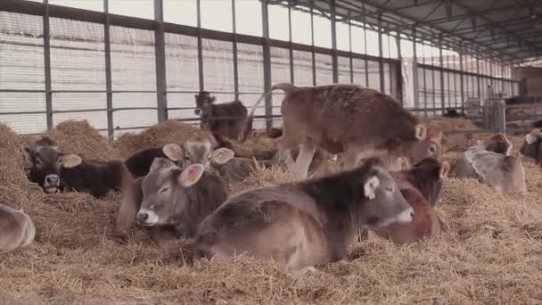 Veel Koeien Schuur Veel Brunschwitz Koeien Een Koeienstal Koeien Eten — Stockvideo