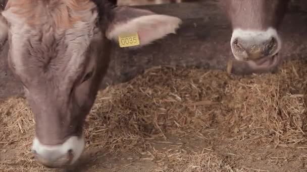 Schattige Kleine Koe Van Dichtbij Braunschwitz Koe Kalf Baby Koe — Stockvideo