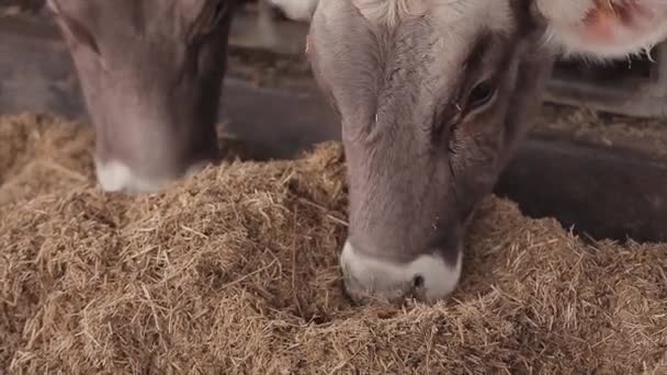 Mucche Mangiano Fieno Nel Fienile Mucca Che Mangia Fieno Primo — Video Stock