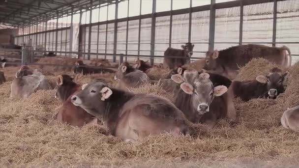 納屋には牛がたくさんいる 牛小屋にいる多くのブルンズウィッツ牛 牛は納屋で干し草を食べる 大規模な近代的な牛とともにBraunschwitz牛 — ストック動画