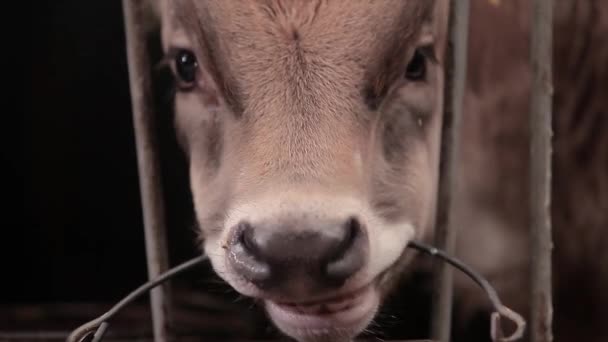 Veel Koeien Schuur Veel Brunschwitz Koeien Een Koeienstal Koeien Eten — Stockvideo